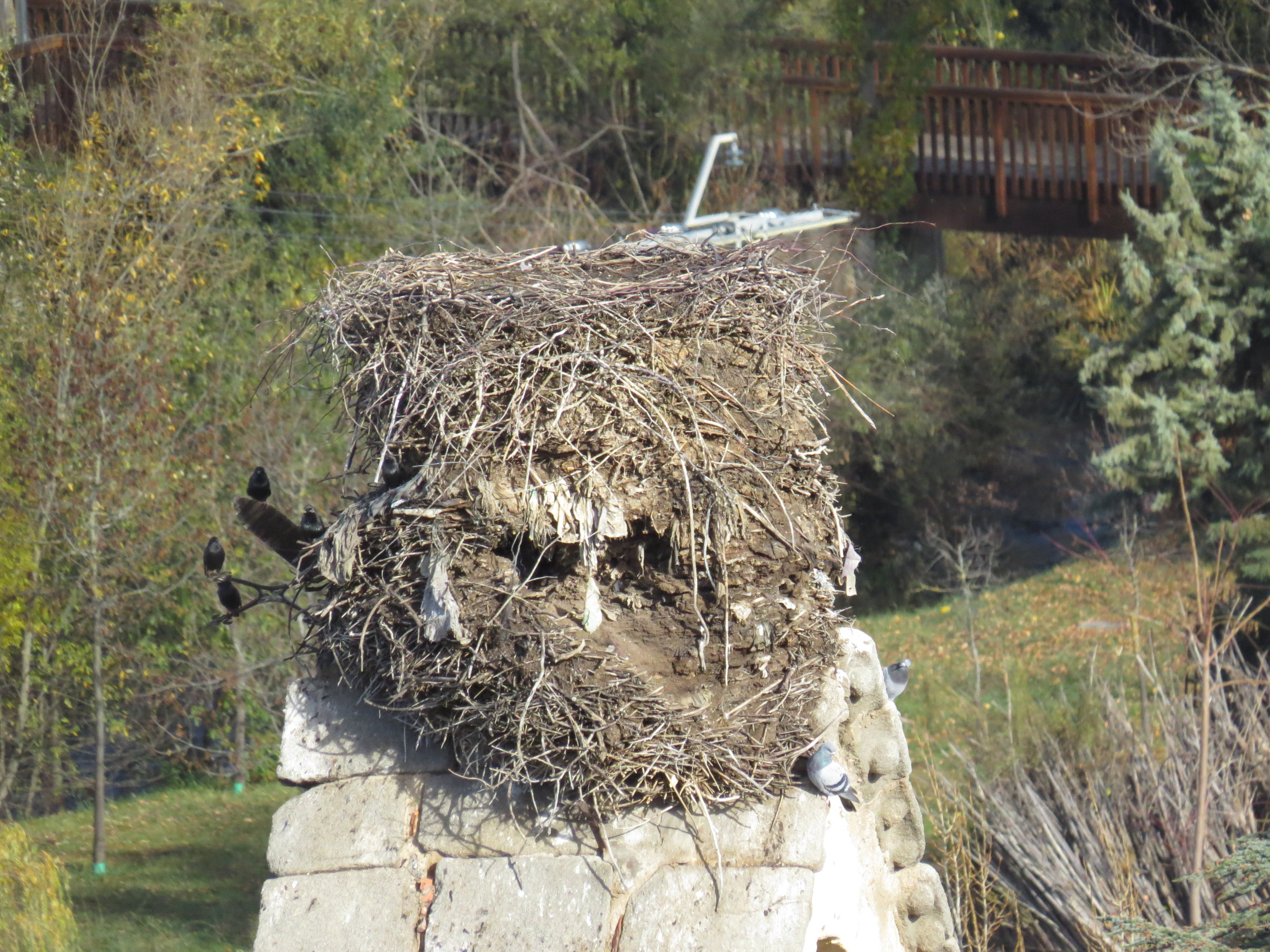 20181128_1206 IMG_4175.JPG