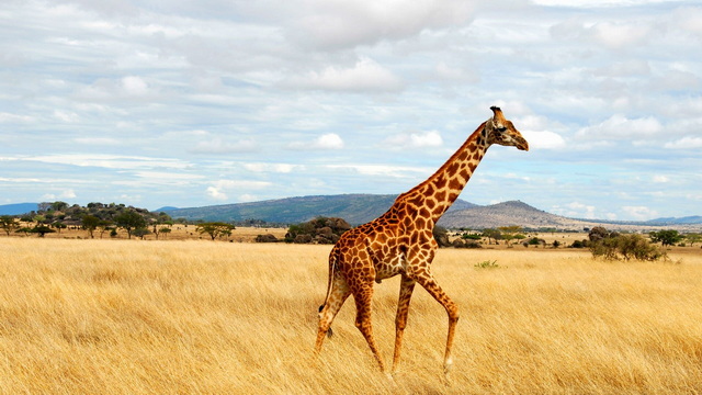 3-Trot-past-the-curious-residents-of-the-famed-Serengeti-giraffe.jpg