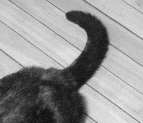Двигай жопой вправо. Кот с хвостом. Черный кошачий хвост. Котенок виляет хвостом.