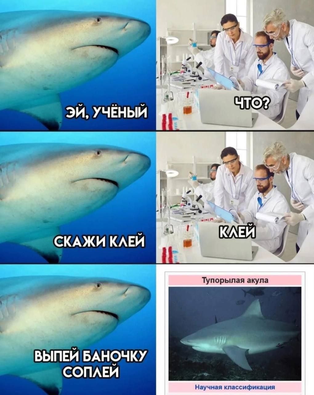 Акула.jpg