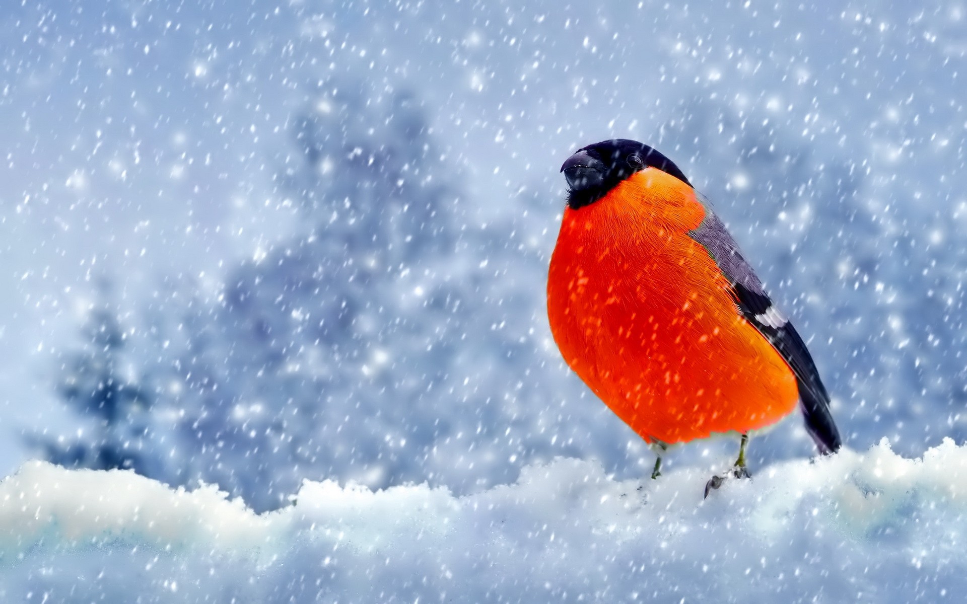 Animals___Birds_Bullfinch_with_orange_breast_103709_.jpg