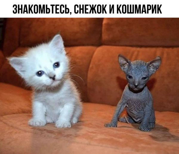awww.anekdot.ru_i_caricatures_normal_23_10_23_1698057117.jpg