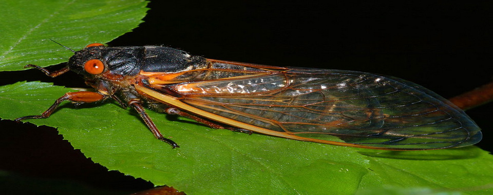 azablugdeniyam_net.ru_wp_content_uploads_2012_02__D0_A6_D0_B8_D0_BA_D0_B0_D0_B4_D0_B0_Cicada.jpg