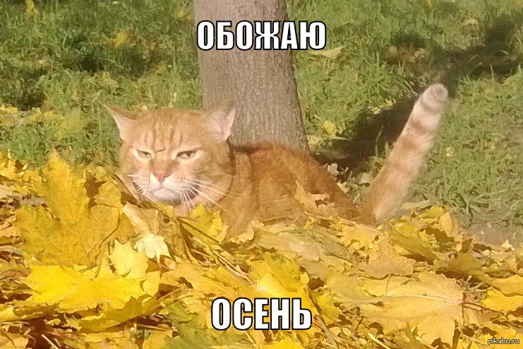 cat_lovely_autumn.jpg
