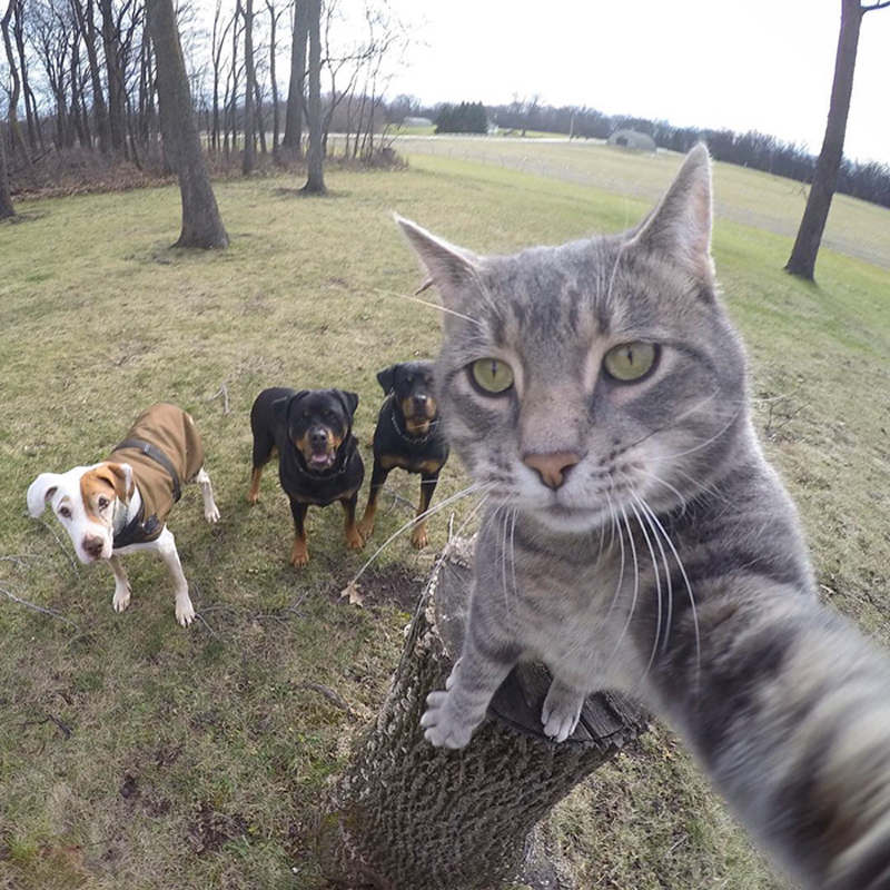 cat_selfie.jpg