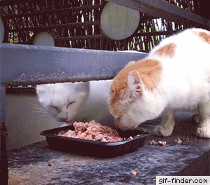 CatDoesNotWantToShareFood.gif