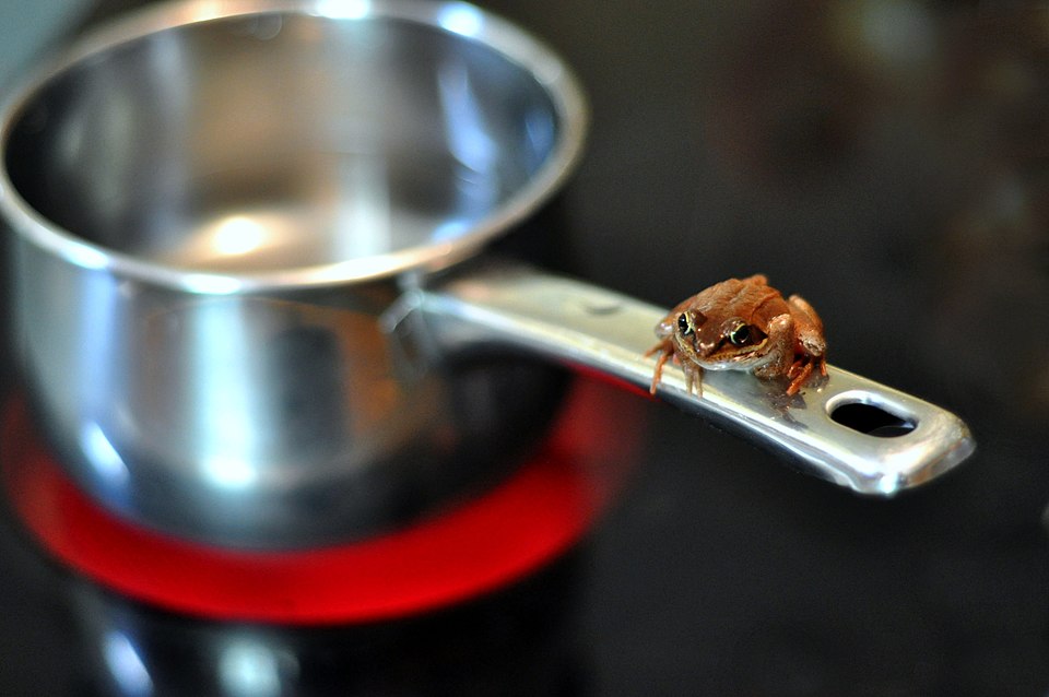 Frog_and_saucepan.jpg