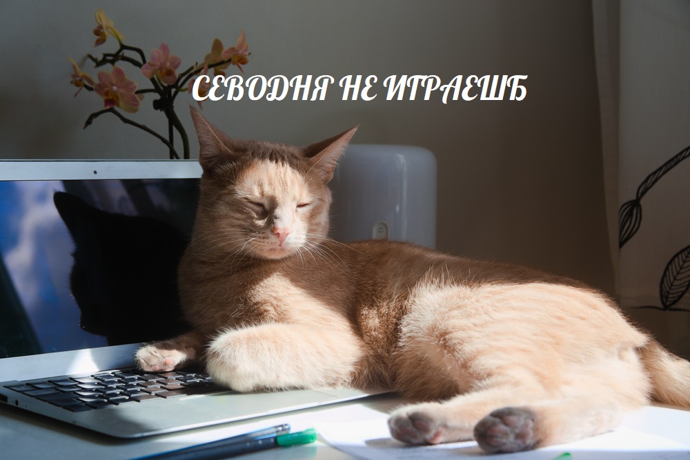 кот.jpg