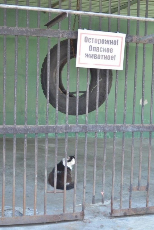 Котейко 1.jpg