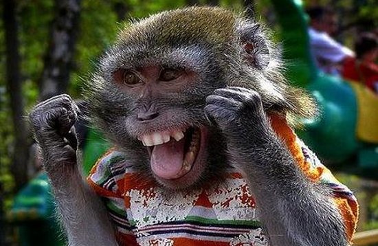 monkey.jpg