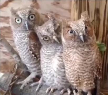 owls.jpg
