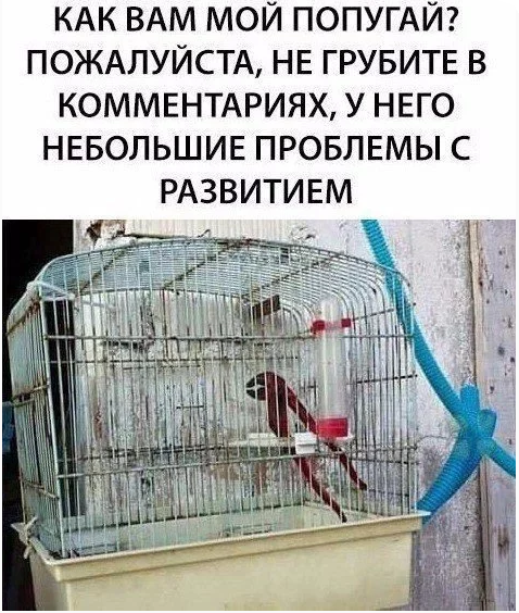 попугай-клетка-4904525.png