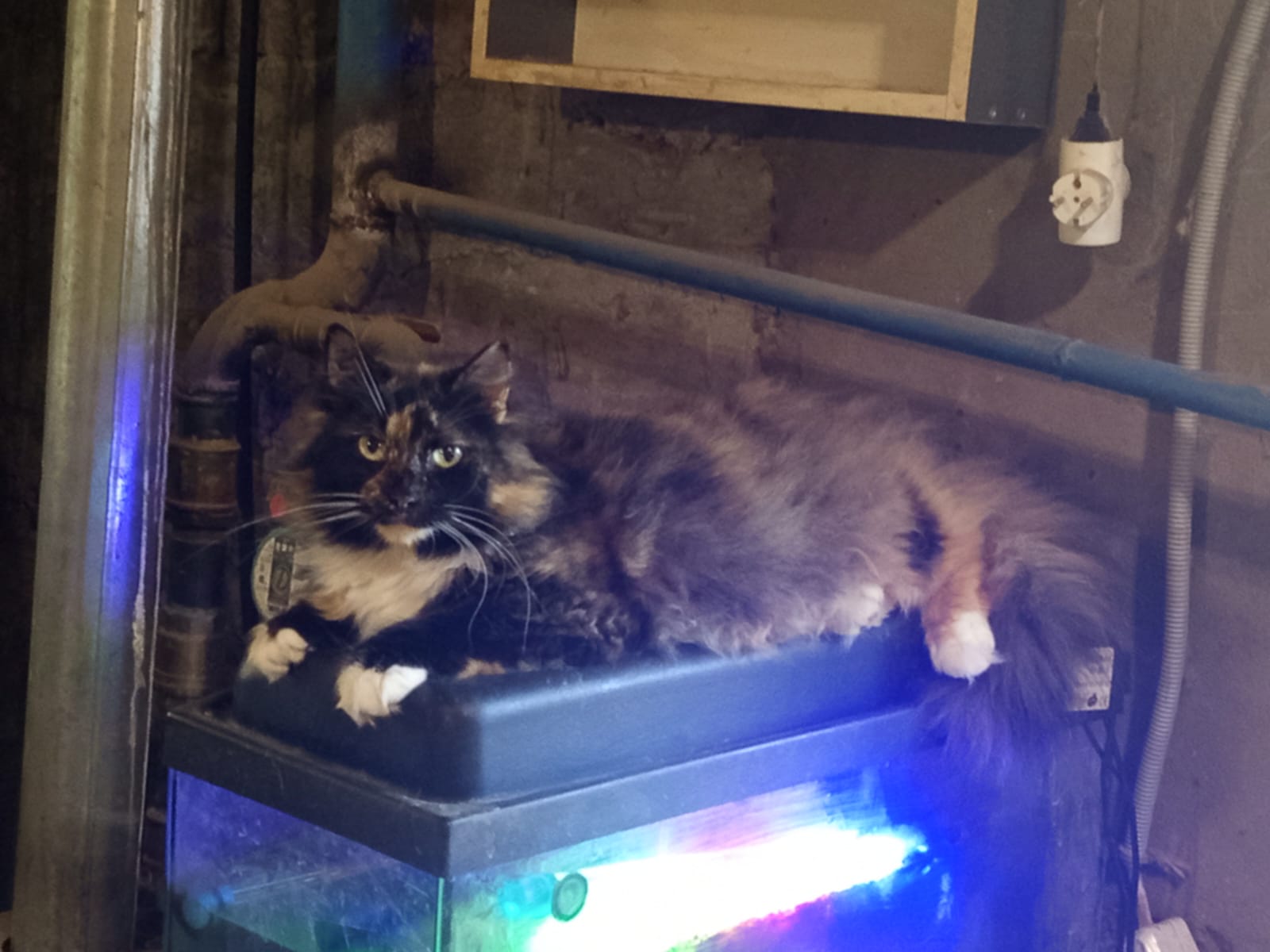 WhatsApp Image 2025-07-26 at 08.14.21.jpeg