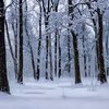 winter_forest.jpg