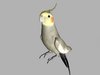 Cockatiel Bird.jpeg