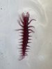 Centipede.jpg
