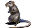 Rat.png