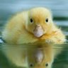 DuckYellowThing