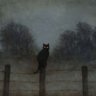 Кот Анархист