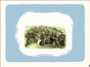 The Adventures of Peter Rabbit & Benjamin Bunny