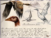 Amerzone: The Explorer's Legacy