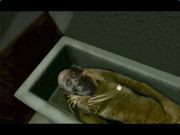 Are You Afraid of the Dark? The Tale of Orpheo's Curse