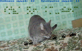 [Скриншот: Cat 2]
