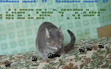 [Скриншот: Cat 2]