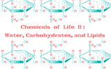 [Chemicals of Life II – Water, Carbohydrates, and Lipids - скриншот №1]