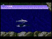 Ecco the Dolphin