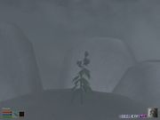 The Elder Scrolls III: Bloodmoon