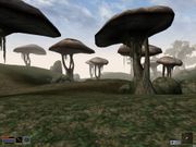 The Elder Scrolls III: Morrowind