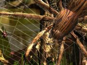 Empire of the Ants