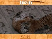 Fort Boyard: The Challenge