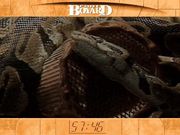 Fort Boyard: The Challenge