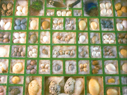 The Gigglebone Gang: AlphaBonk Farm