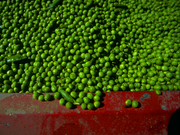 The Gigglebone Gang: AlphaBonk Farm