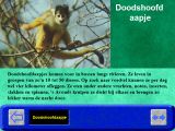 [Hobie in de dierentuin - скриншот №27]