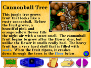 Let's Explore The Jungle