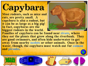 Let's Explore The Jungle