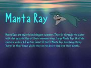 Mermaids of the Sea