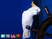 Multi-Lingual Talking Picture Dictionary