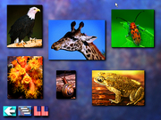 Multi-Lingual Talking Picture Dictionary