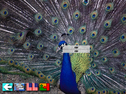 Multi-Lingual Talking Picture Dictionary
