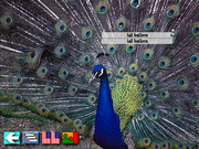 Multi-Lingual Talking Picture Dictionary