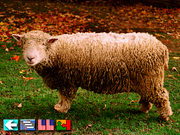 Multi-Lingual Talking Picture Dictionary