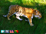 Multi-Lingual Talking Picture Dictionary