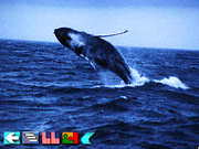 Multi-Lingual Talking Picture Dictionary