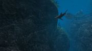 OceanDive: Ocean Diving Adventure