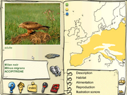 Les Oiseaux des Forêts et des Montagnes